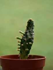 Jack's Coat Cactus