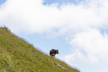 cow on a meadow standing on a slope in the mountain under blue sky