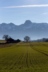 tree on green a field, next to a farm infront of a mountain with foggy feed, sunlight and dust