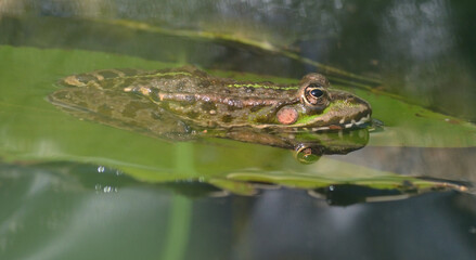 Grenouille rieuse sur un nénuphar aux rayons du soleil