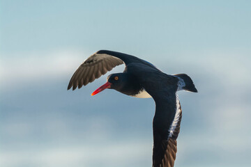 American oystercatcher, Haematopus palliatus,  in flight, flying in a Patagonian beach environment,...