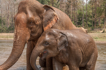 Family of elephants taking a bath in the river © FEDEMARINIC