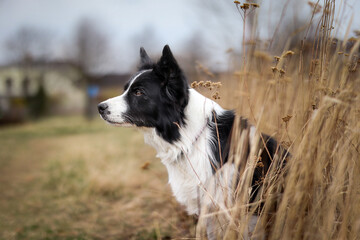 Alert Border Collie Portrait in Nature. Side Profile of Black and White Dog in Grass Field.