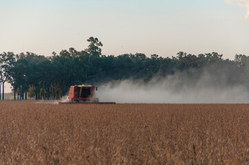 Fototapeta premium Combine harvester working in the field