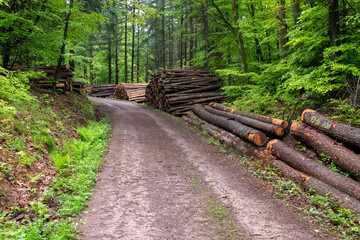 Rondins de bois en forêt de Chantraine