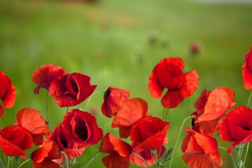 Fototapeta premium Bright red poppy flowers against the Field of wild poppies on a sunny spring day.
