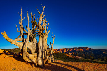 Bristlecone Pine in the Twisted Forest
