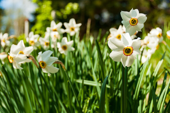 field of Narcissus Poeticus white flowers, useful background 