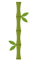 Vector illustration of a bamboo plant