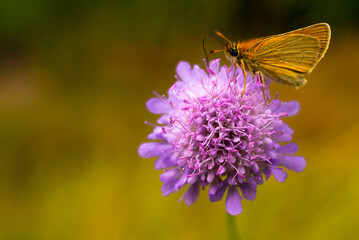 butterfly on flower