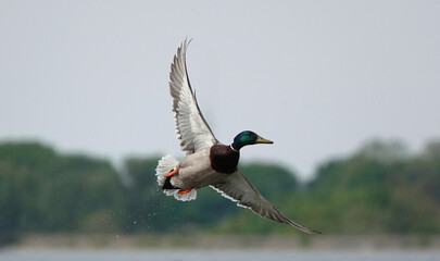 A mallard drake in flight dripping  water from a lake against a defocused background. 