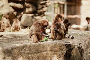 Obraz premium group of monkeys sit on a rock and eating vegetables in their natural habitat. Animal wildlife