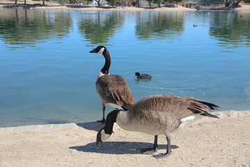 Geese, Apollo Park, Lancaster, California