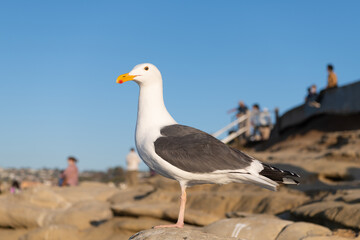 Seagull bird with white and grey plumage standing on rock natural background