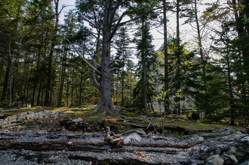 pine forest in the morning