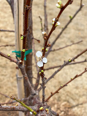 plum tree branch in spring