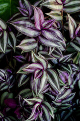 Tradescantia zebrina plant, purple plant