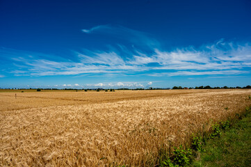 Gerteidefelder im Sommer am Meer