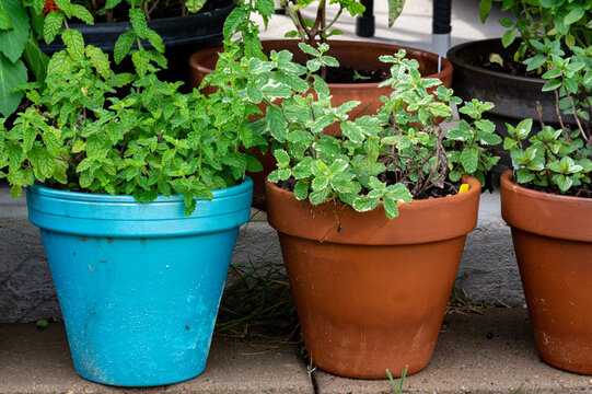 basil pots in the garden