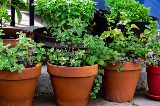 basil plants in pots