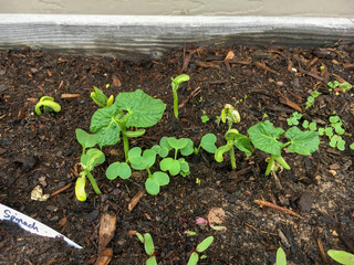 seedlings growing in soil