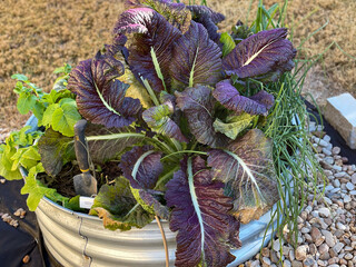 giant red mustard in the garden