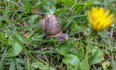snail in the grass of my garden