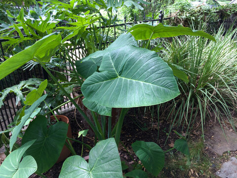 large plants in the garden