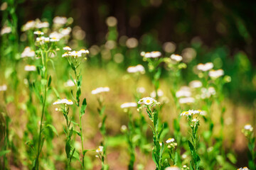 chamomile flowers in a wild forest, a beautiful summer landscape, bright sunlight through trees and...