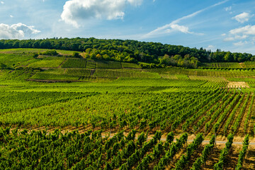 Fototapeta na wymiar Riverside vineyard on a sunny day right before the harvesting season in the Rheingau-Taunus-Kreis region in Hesse, Germany. Rows of vines in a vineyard in a European rural area
