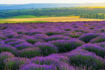 a lavender field blooms on a hill, a forest in the distance, the sunset shines yellow in the sky, a...