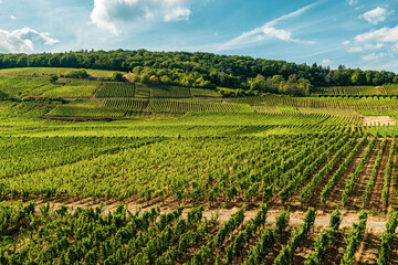 Fototapeta na wymiar Riverside vineyard on a sunny day right before the harvesting season in the Rheingau-Taunus-Kreis region in Hesse, Germany. Rows of vines in a vineyard in a European rural area