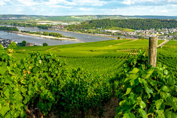 Riverside vineyard on a sunny day right before the harvesting season in the Rheingau-Taunus-Kreis region in Hesse, Germany. Rows of vines in a vineyard in a European rural area