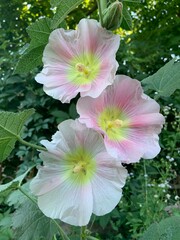 mallow flower, three mallow, hollyhock, pink, 