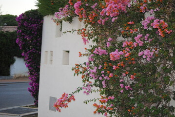 flowers in the street