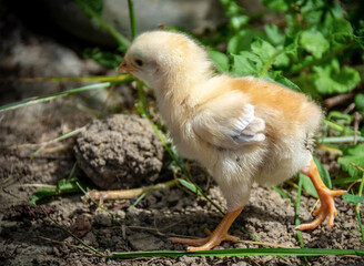 Chicked chicks walk alone