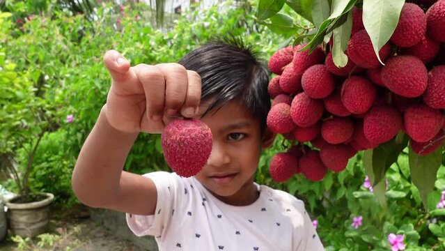 An Asian child displays a fresh lychee from a lychee bunch. Baby boy eating fresh lychees. A baby boy and lychee fruits. Fruit-eating concepts. 4k video. 