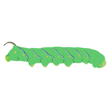 Green caterpillar of a privet hawk moth. Sphinx ligustri. Isolated vector illustration.