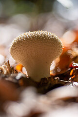 mushroom in the forest