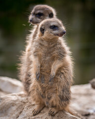 Fototapeta premium meerkat on guard