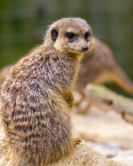 meerkat on guard