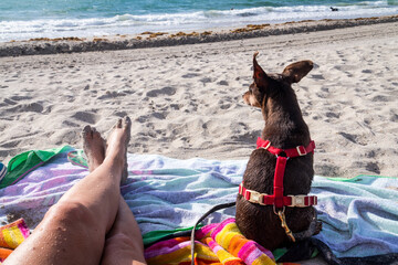 Beach moment by the sea with the pinscher dog