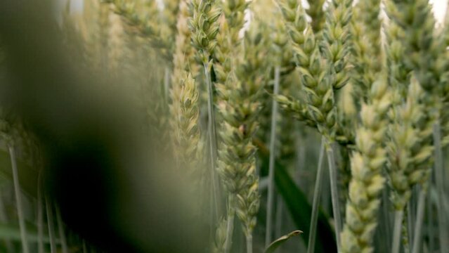 The green ears of wheat rustle in a light breeze. Close-up ear of wheat