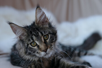 Cute little kitten of maine coon