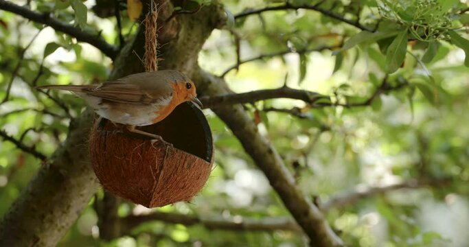 4K video clip of robin eating seeds, feeding from a coconut shell bird feeder in a British garden during summer
