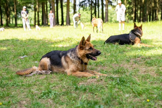 German Shepherd lies on the grass in the forest.