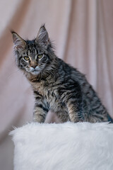 Cute little fluffy kitten of maine coon