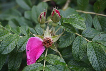 Close up of rose hip flowers with blurred background. Green bush leaves. Macro