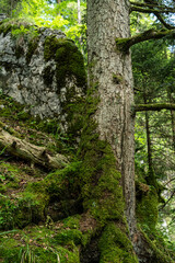 Rottach Wasserfall im bayerischen Wald am Tegernsee in Bayern