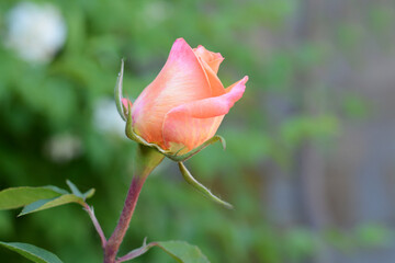 Beautiful pink rose growing outdoors, closeup. Space for text